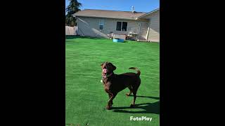 Ball time @africanskykennel.com #doggiedaycare #dogboardingbusiness #puppy #petsitting