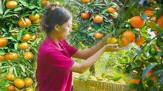 The Life of a 17-Year-Old Single Mother - Harvest orange gardens - Cooking Kebab Rice Noodles by Huong's Farm 60,536 views 2 months ago 29 minutes