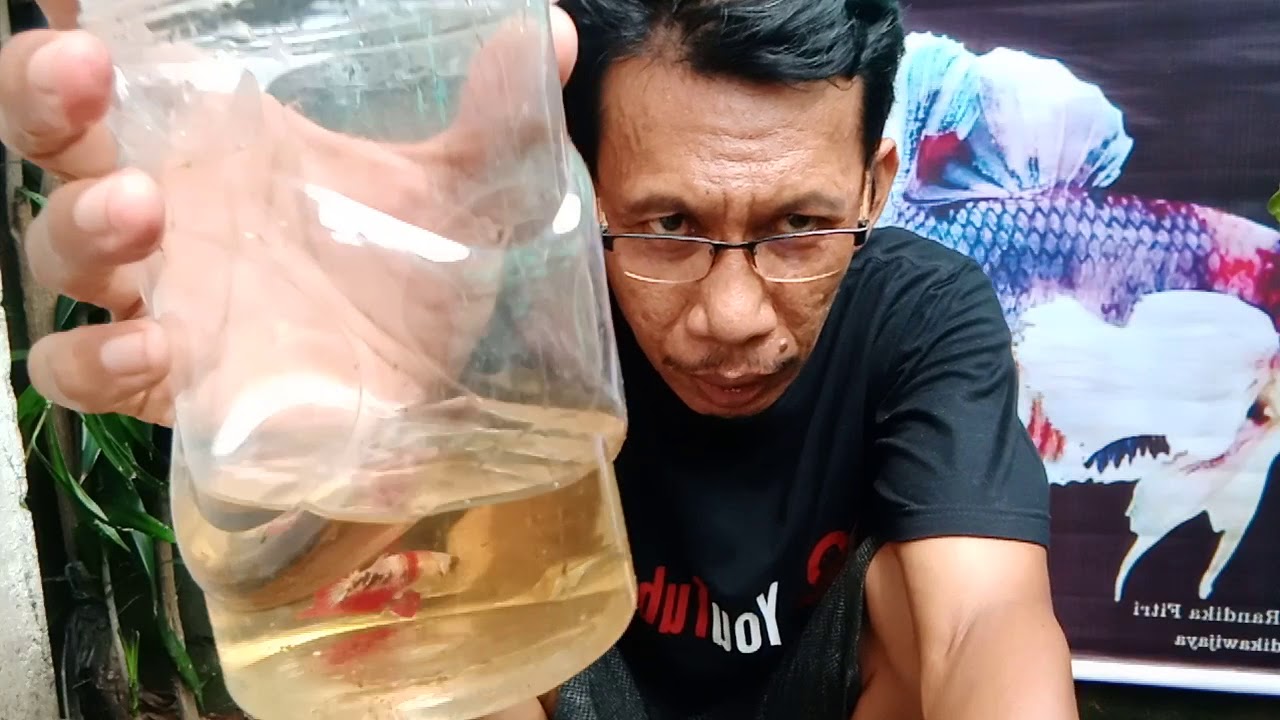 Cara mengobati Insang Bengkak Pada ikan Cupang Dengan Menggudakan Daun