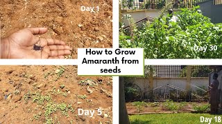 How to grow Amaranth from seeds in 21 days #gardening #amaranth #growingfood
