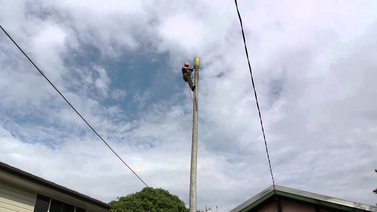 80 Feet To Meters How a professional arborist cuts down a 80 foot/20 meter palm tree in