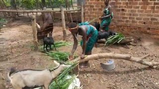 African village morning routine | Daily work on Homestead farm | Country Life Africa