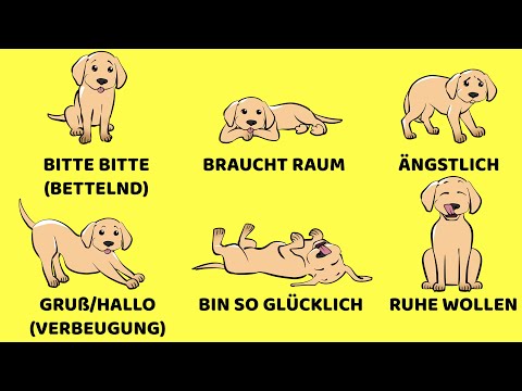 Video: Die Körpersprache Ihres Hundes ist dekodiert