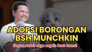 I am open to adopting BSH Munchkin cats, I am negotiating the dowry for open adoption, with a cut...