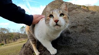 ゴツゴツした岩の上を器用に駆け回る三毛猫