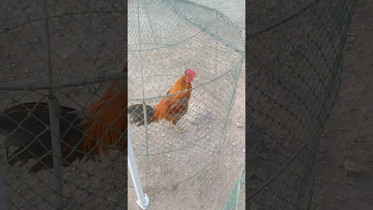 ตลาดขายไก่ชน(ตลาดลีลามหาชัย)