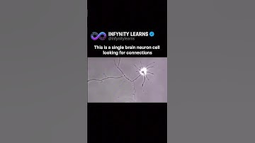 How a Single Neuron Finds Connections Inside the Human Brain #neurons #braincells #neuroscience