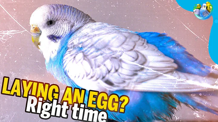 Hamile Bir Budgerigarin Belirtileri Nelerdir?