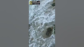الشيخ هزاع البلوشي سورة القدر قراءة خاشعة