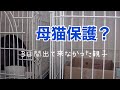 [野良猫親子] 子猫保護6 捕獲機の中には