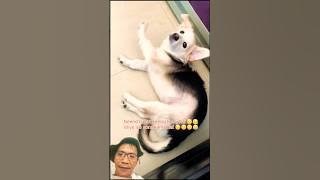 Malas-malasan #funny #cute #pets #cat #comedy #love #memes #viralvideo #dog #pomeranian #animals