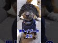 帰ってきたら噛み犬 #保護犬 #柴犬 #トイプードル