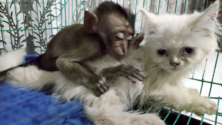 Video 2218181: funny cats kittens meowing, baby kitten sleeping, cute baby kittens playing