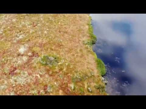 Video: Los pantanos de Sphagnum son un tipo de humedal. Turbera de Sphagnum