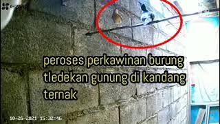 TLEDEKAN GUNUNG KAWIN #TLEDEKAN BETINA BIRAHI