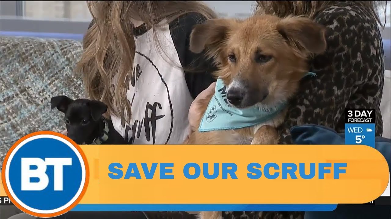 "Save Our Scruff" on their mission to help any dog in need YouTube