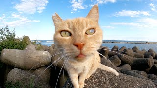 モフれそうで、モフらせてくれない警戒心の強いクリーム猫