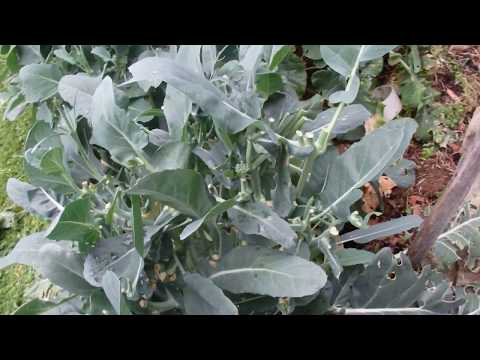 Video: Začiatok brokolice so semenami – tipy na záchranu semien z rastlín brokolice