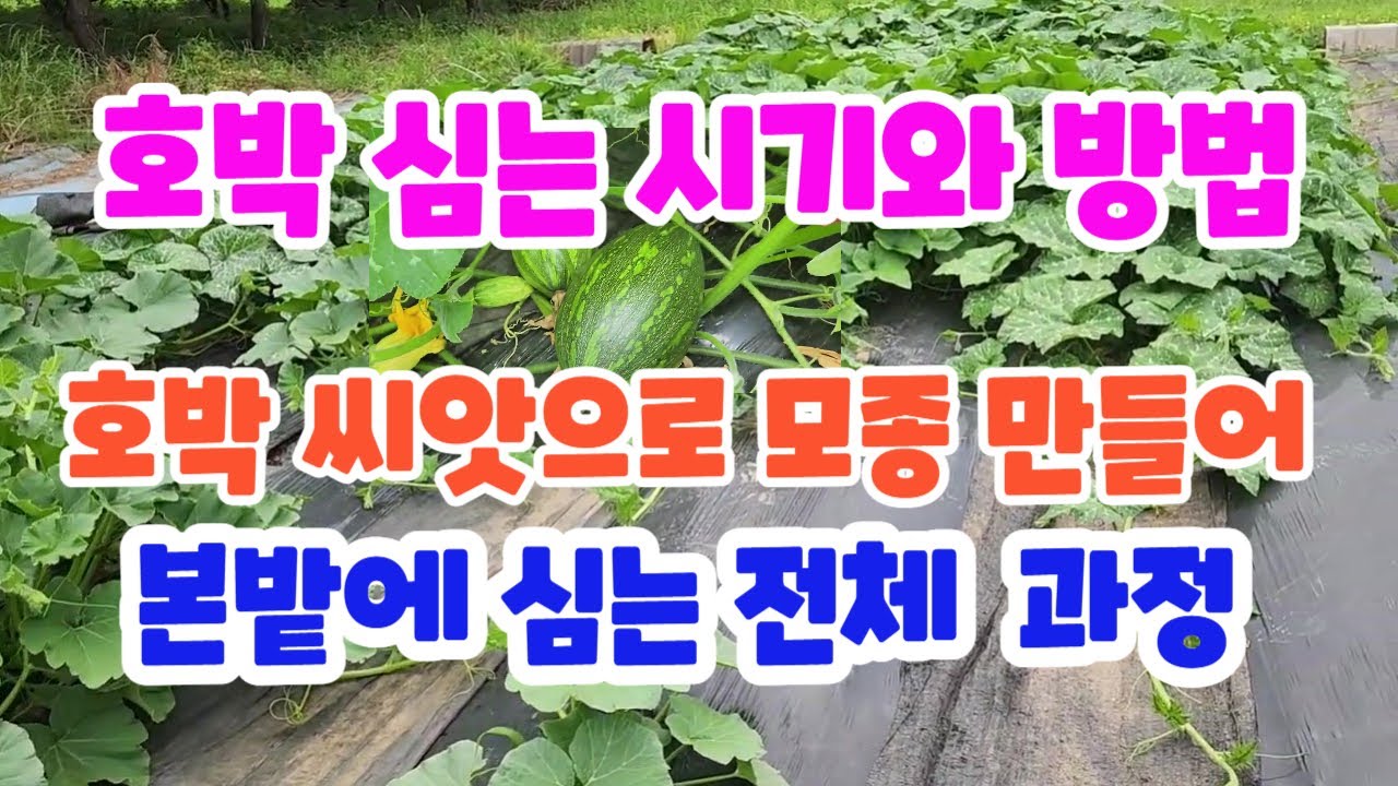 호박모종심기. 호박 모종 심는 방법. 씨앗에서 모종 만들어 본밭에 심는 전 과정 - YouTube
