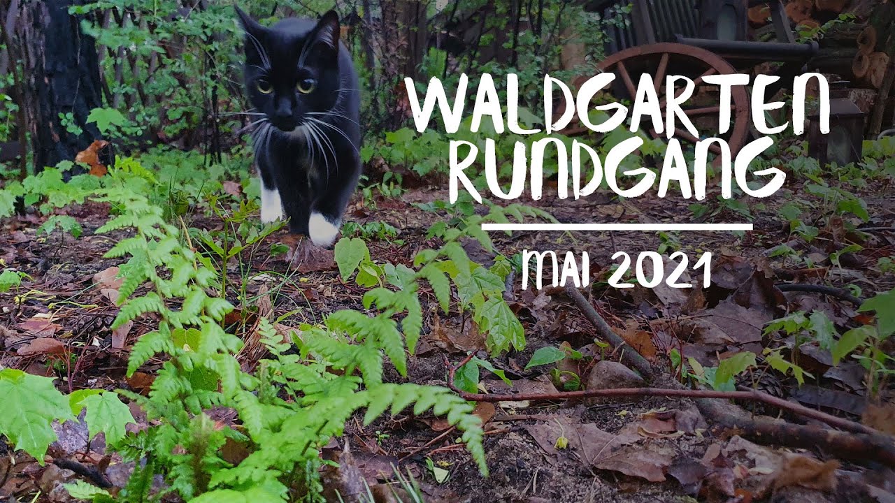 Waldgarten-Rundgang | Mai 2021 🌳 Wer Bäume sät, wird Schatten ernten 🌳
