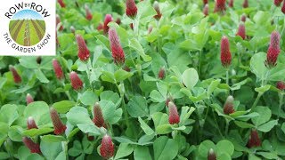 How to Improve Your Garden Soil with Cover Crops