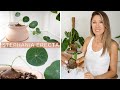 Wishlist Plant Unboxing | Stephania Erecta Care + Updates