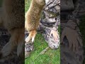 Bowhunting Rabbits in New Zealand