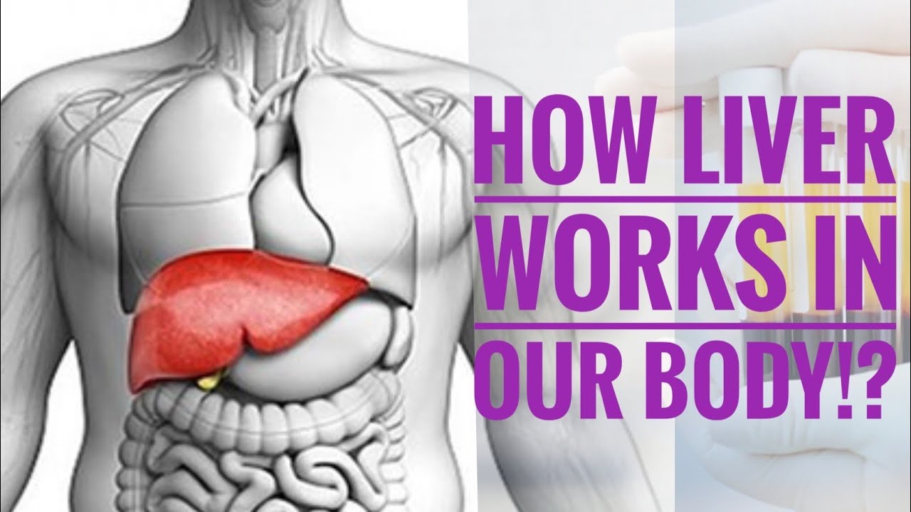 HOW LIVER WORKS ON OUR BODY?,FUNCTIONS OF LIVER & EARLY SIGNS OF LIVER