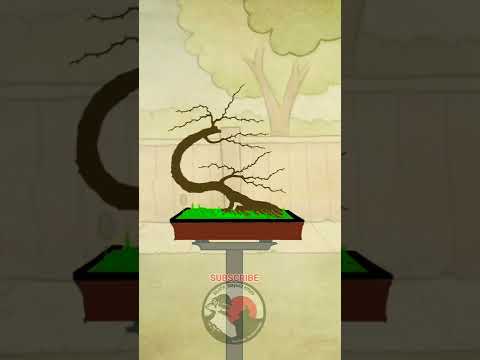 TIPS SEDERHANA MEMBUAT BONSAI #shorts