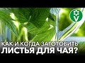 САМЫЙ ЛУЧШИЙ ЧАЙ! Заготовьте листья малины, вишни, смородины. Когда собирать, как сушить и готовить