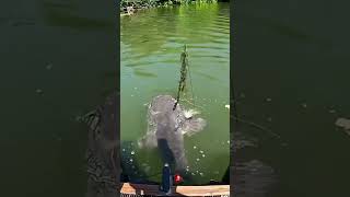 Mancing Lele Terbesar Didunia???