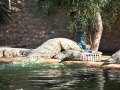 Djerba explore la ferme aux crocodiles