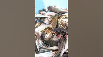 #Shorts / Câu tôm càng xanh cá xác đặc sản miền tây nước #KiềmRapper