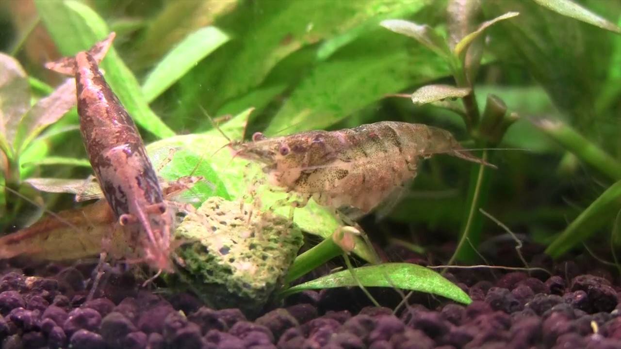 ミナミヌマエビ 繁殖 し すぎ