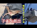 保護雀【1】発見日夕方NTTに電話📞翌日午後救出するも脚が…（2025年7月22日〜23日）