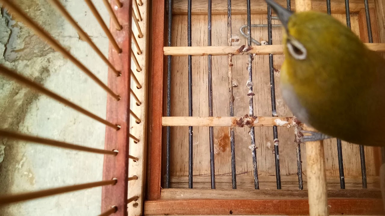 Burung pleci lokal gacor 