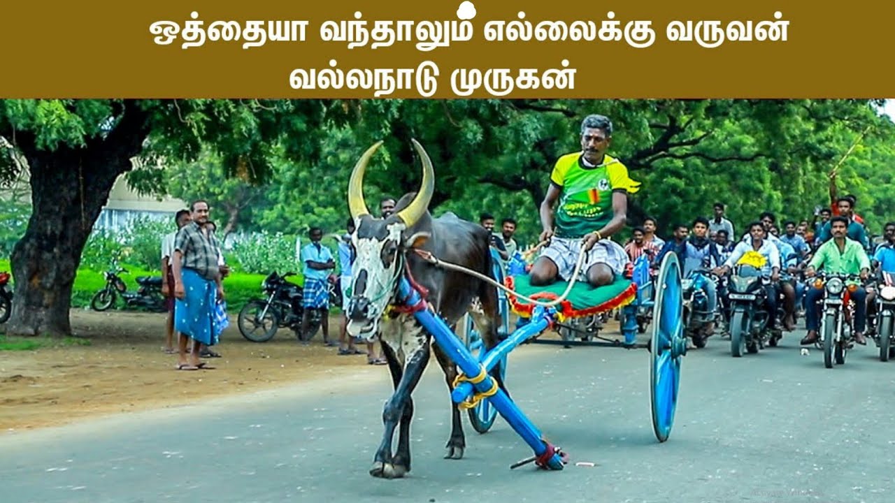 (08-01-2021)முத்தையாபுரம் பெரிய மாட்டு வண்டி பந்தயம் தூத்துக்குடி மாவட்டம்(ஜவஹர் ஸ்டுடியோ)