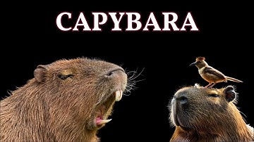 Capybara – Chuột Lang Nước Siêu Dễ Thương | Chị Ong Nâu TV