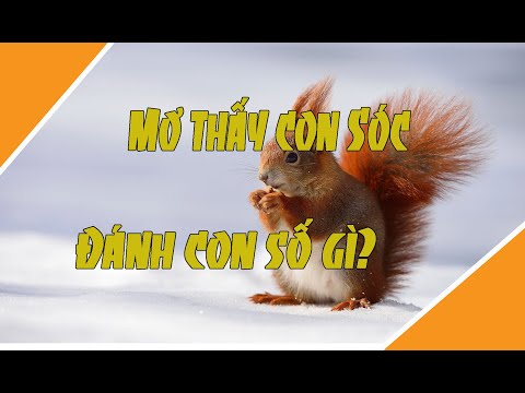 Video: Tại Sao Con Sóc Lại Mơ