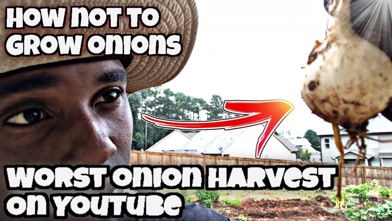 HOW NOT TO GROW ONIONS WANT TO GROW ONIONS DON'T DO WHAT WE DID YouTube