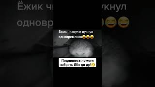 ёжик чихнул #youtubeshorts #жиза #мем #пон #канал #оценка #meme #shorts