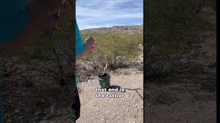 Rattlesnake Found at Desert Haven #animalrescue