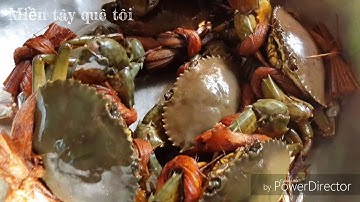 Cua biển hấp nước dừa- ngon hết sảy @luantranvlog