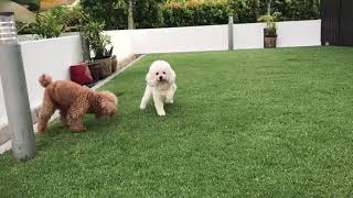 【Cutest】The feels when you barefoot on grass with your friend.