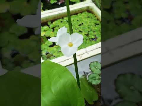 Video Hồ cá thủy sinh đẹp bằng thùng xốp mà không bị rỉ nước - youtube