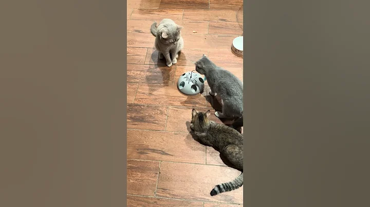 Video 11851271: cat scottish