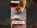 猫に水を飲ませることができます🐱#おもちゃ#猫日記#fpy #子猫のいる生活 #子猫のいる生活 おすすめ