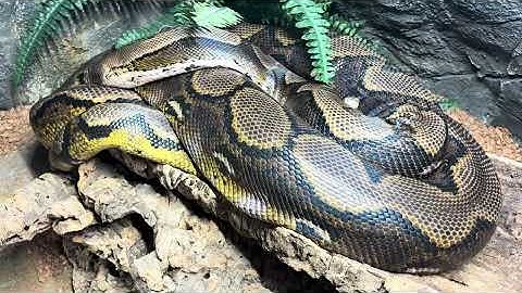 Trying to explain about reading snake body language (Reticulated pythons)