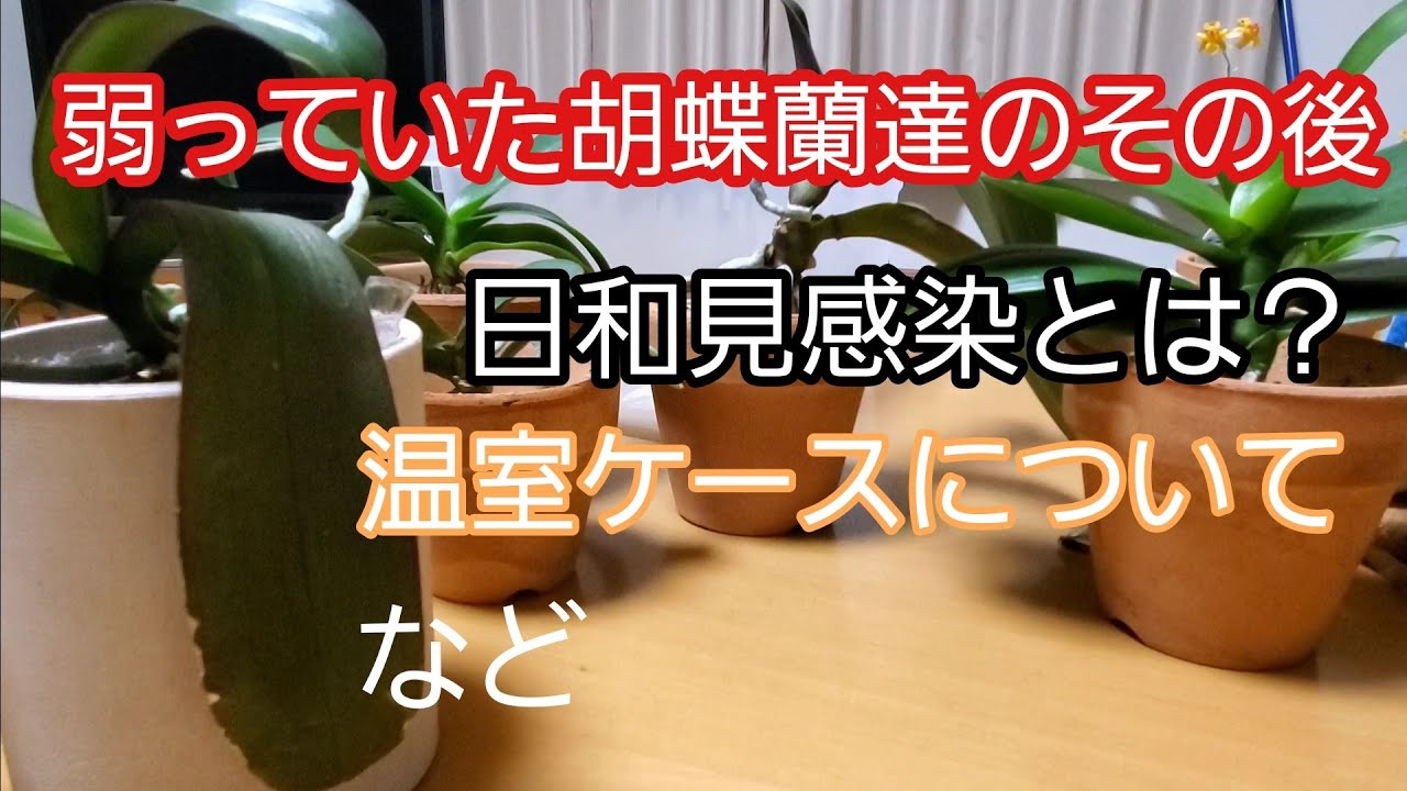 弱っていた胡蝶蘭達（その後）
