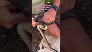 Difficult and sketchy double snake call 🐍☠️🐍